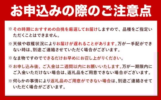 【先行予約】岡山県産 岡山白桃 ロイヤル L~ 3Lサイズ シャインマスカット 計 800g 詰合せ 株式会社 はちや《7月上旬‐8月下旬頃出荷》もも 岡山 国産 フルーツ 果物 岡山県 浅口市 フルーツ モモ 果物【配送不可地域あり】