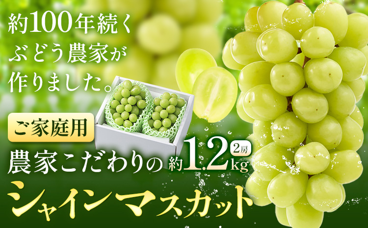 【2026年先行予約】ぶどう シャインマスカット ご家庭用 農家こだわりの シャインマスカット 2房  約1.2kg 《2026年9月中旬-10月下旬頃出荷(土日祝除く)》 Nini farm マスカット 送料無料 岡山県 浅口市 フルーツ 果物 贈り物 国産 岡山県産 くだもの 果物 青果物st-p
