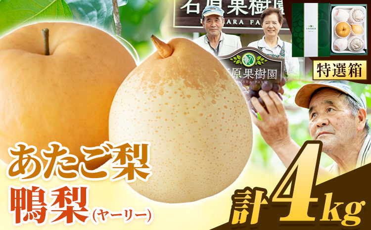 ã2026幎å
è¡äºçŽã梚 ãªã 4kg 梚 æ¬ ãããæ¢š 2 ã 3ç 鎚梚 3 ã 7ç ç¹éžç®± ç³åææš¹å ã2026幎11æäžæ¬-12æäžæ¬é ããçºéäºå®ãå²¡å±±ç æµ
å£åž æç© ãã«ãŒã 梚 è©°ãåãã èŽççš