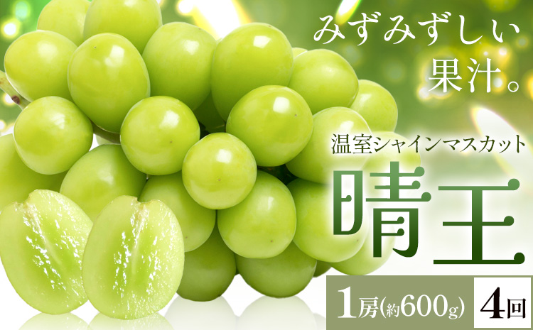 【2026年発送先行予約】シャインマスカット 温室 晴王 1房(約600g) 4回お届け シャイン マスカット《2026年7月中旬-10月中旬頃出荷》晴レ乃青果　(岡山中央卸売市場店(富士紙工 有限会社)) 送料無料 岡山県 浅口市 フルーツ 果物 岡山県産【配送不可地域あり】