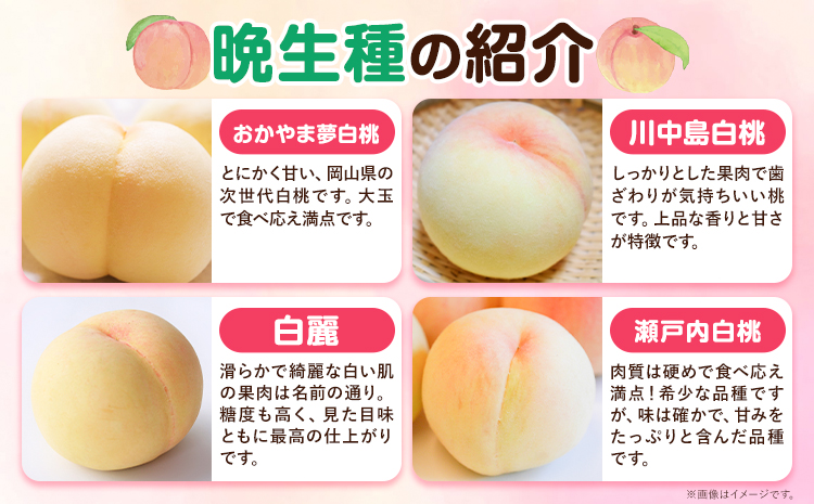 ã2026幎å
è¡äºçŽãããå®¶åºçšã 岡山ã®çœæ¡ ïŒæ©ççš®ïŒ çŽ1.5kg æŽãã®åœ ããããŸé€š(ã€ããæ ªåŒäŒç€Ÿ) ã2026幎8æäžæ¬-8æäžæ¬é åºè·ãå²¡å±±ç æµ
å£åž çœæ¡ æ¡ æç©ãé
éäžå¯å°åãããïŒé¢å³¶ïŒ