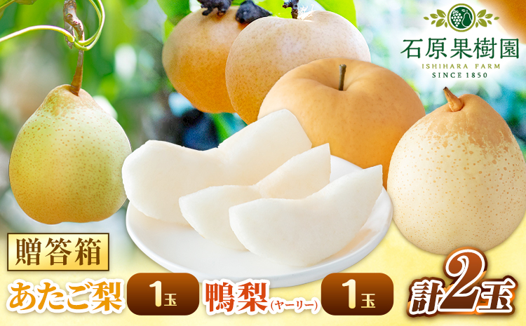 【先行予約】梨 なし 梨 旬 あたご梨 1玉 鴨梨 1玉 計2玉 贈答箱 石原果樹園 《2026年11月中旬-12月下旬頃出荷》岡山県 浅口市 果物 フルーツ 梨 詰め合わせ 贈答用