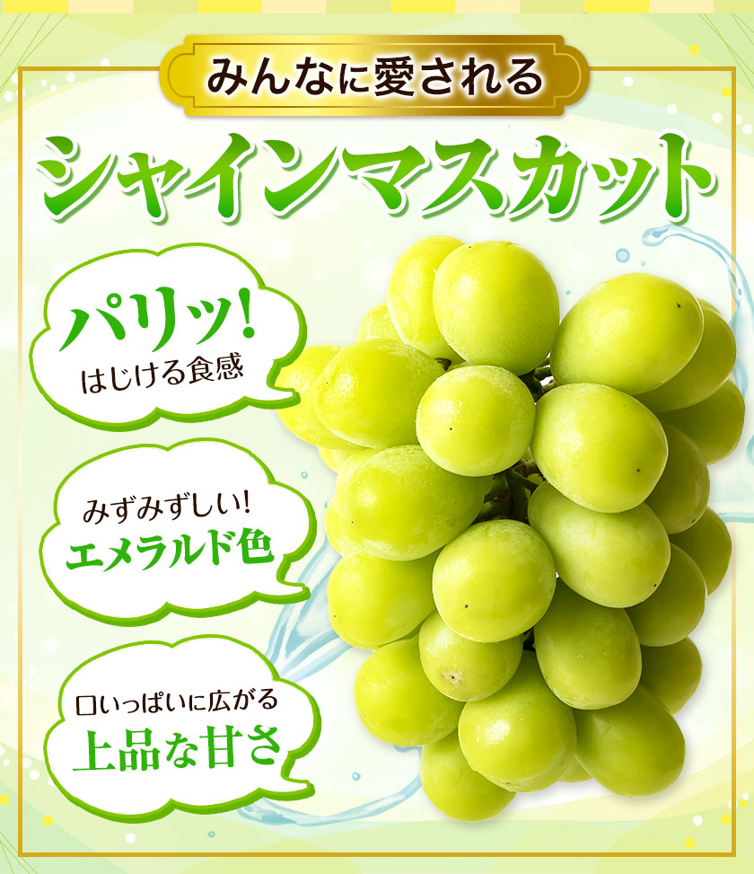 秀品 シャインマスカット 約 1.2kg 2房《9月中旬-11月上旬頃より発送予定(土日祝除く)》岡山県 浅口市 シャインマスカット ぶどう フルーツ 果物 贈り物 ギフト 国産 岡山県産 送料無料