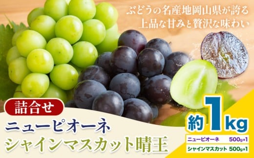 【先行予約】 岡山県産 シャインマスカット「晴王」とニューピオーネ 計 1kg 株式会社はちや《8月下旬‐9月下旬頃頃出荷》岡山県 浅口市 ぶどう 葡萄 フルーツ ギフト 果物 デザート 国産【配送不可地域あり】
