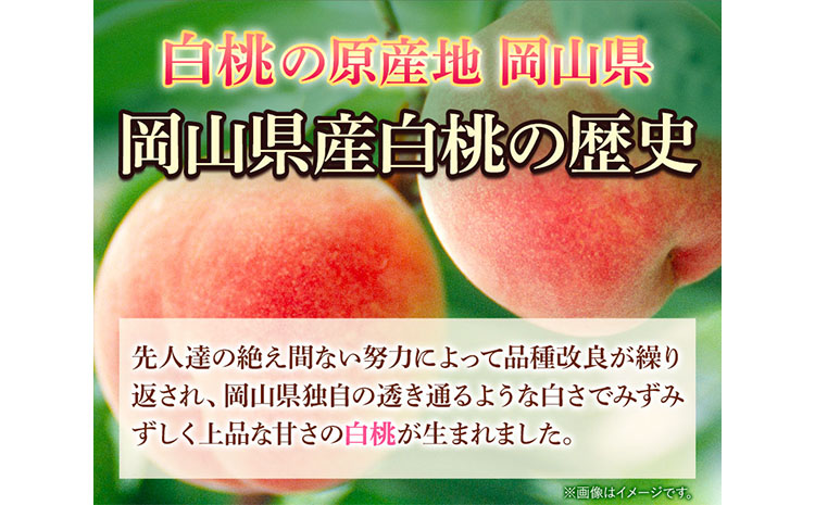 【令和7年度先行予約】訳あり 白桃 桃 1.3kg ハレノフルーツ （犬塚農園） 《2025年6月末-8月中旬頃出荷》岡山県 浅口市 フルーツ モモ 果物 青果 旬 おかやま夢白桃 白麗 白鳳 清水白桃 なつごころ 加納岩白桃 ご家庭用【配送不可地域あり】