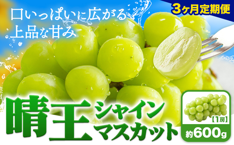 【3ヶ月定期便】ぶどう シャインマスカット 晴王 600g 1房 ハレノフルーツ(アストライ)《7月上旬-9月末頃出荷》岡山県 浅口市 送料無料 フルーツ 果物 マスカット お取り寄せフルーツ【配送不可地域あり】（北海道・沖縄・離島）