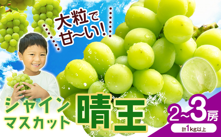 シャインマスカット【晴王】 岡山県産 2〜3房(計1kg以上)【先行予約】 株式会社Myself《2025年9月上旬-11月上旬頃出荷》マスカット 送料無料 岡山県 浅口市 ぶどう フルーツ 果物 贈り物 ギフト