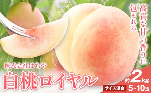 【先行予約】岡山白桃 等級 ロイヤル 約2kg《7月上旬‐8月下旬頃出荷》もも モモ 岡山 国産 フルーツ 果物 岡山県 浅口市 株式会社 はちや フルーツ モモ 果物 青果 旬 白桃 国産 岡山県産【配送不可地あり】