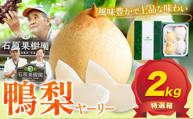 【2026年先行予約】梨 なし 鴨梨 ヤーリー 特選箱 2kg（3〜6玉入り） 石原果樹園 《2026年11月中旬-12月下旬頃より発送予定》岡山県 浅口市 果物 フルーツ お取り寄せ お取り寄せフルーツ 送料無料
