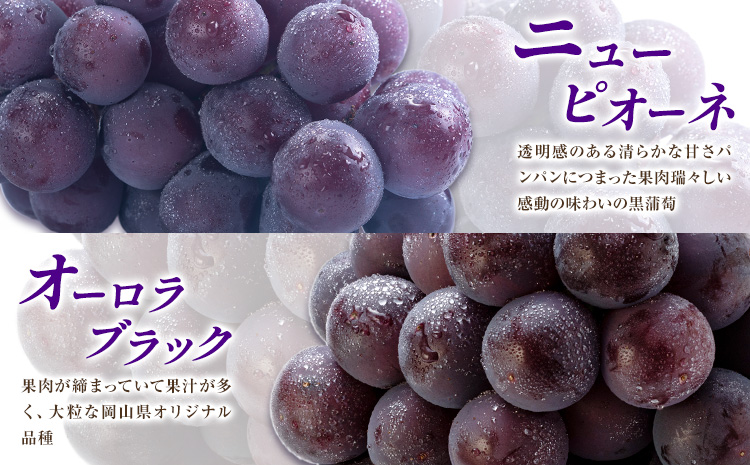 ãå
è¡äºçŽãã¶ã©ã ãå®¶åºç𠿬 ã® ã¶ã©ã 2çš®ã»ãã ããŸãã2çš® åèšçŽ2kg ãããŸãã¶ã©ãå ã8æäžæ¬-10æäžæ¬é åºè·ãå²¡å±±ç æµ
å£åž ãã«ãŒã ãã¶ãŒã ãã〠ãã¹ã«ãã ã¶ã©ã æç© åœç£ ãé
éäžå¯å°åãããïŒé¢å³¶ïŒ