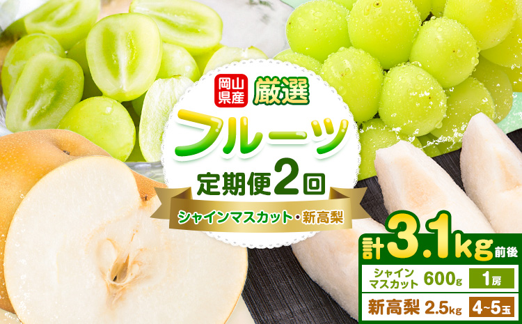 岡山県産 厳選 フルーツ 定期便 2回 シャインマスカット 新高梨 計3.1kg前後 株式会社藍《9月上旬-10月下旬頃出荷》 岡山県 浅口市 岡山県産 シャインマスカット 新高梨 梨 旬 フルーツ 果物 くだもの 送料無料 【配送不可地域あり】（北海道・沖縄・離島）