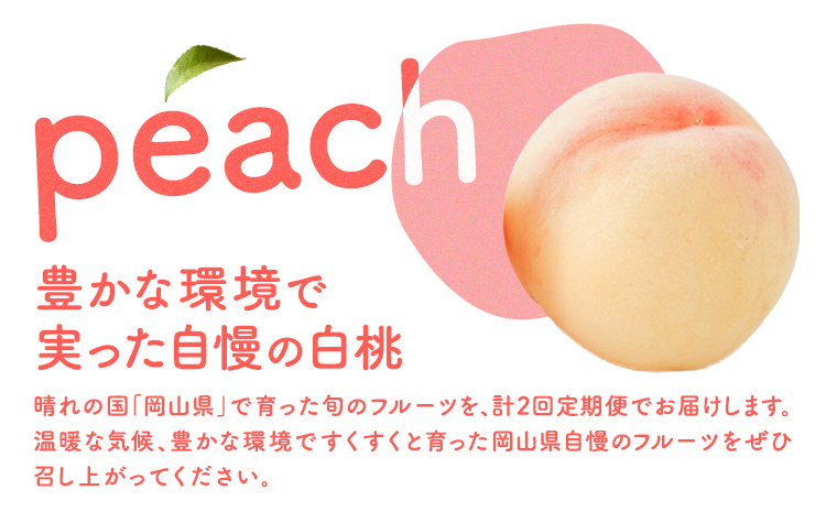 【先行予約】岡山の白桃2回コース 8玉 (1.7kg以上) 株式会社山博 (中本青果)《2026年7月上旬から8月上旬頃出荷》岡山県 浅口市 桃 もも フルーツ 送料無料 冷蔵 定期便【配送不可地域あり】（北海道・沖縄・離島）