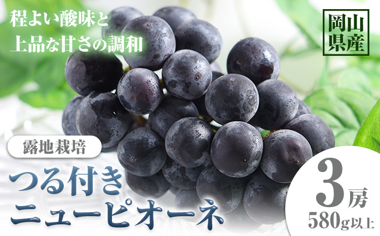 【先行予約】岡山県産 つる付きニューピオーネ 3房 580g以上 露地栽培 有限会社ホーティカルチャー神島《2026年9月中旬-10月中旬頃出荷》岡山県 浅口市 葡萄 果物【配送不可地域あり】