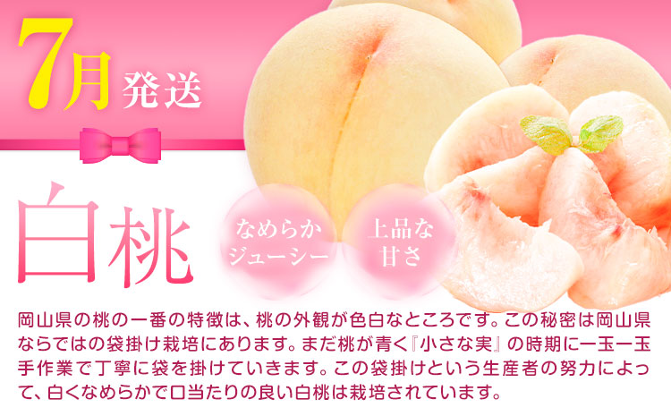 【先行予約】岡山県産 厳選 フルーツ 定期便 2回 白桃 ニューピオーネ 計1.7kg前後 株式会社藍《2026年7月上旬-9月末頃出荷》 岡山県 浅口市 岡山県産 白桃 桃 ニューピオーネ 種無し 旬 フルーツ 果物 くだもの 送料無料 【配送不可地域あり】