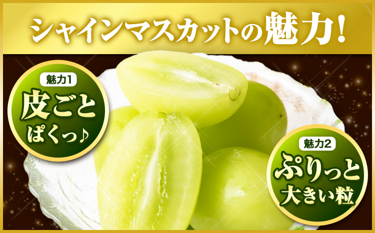 ã2026幎å
è¡äºçŽãã·ã£ã€ã³ãã¹ã«ãã èš³ãã1æ¿(çŽ650g) ã2026幎 9æäžæ¬-11æäžæ¬é ã«åºè·ã人æ°ã·ã£ã€ã³ãã¹ã«ãã 岡山çç£ã·ã£ã€ã³ãã¹ã«ãã ç£å°çŽé ã·ã£ã€ã³ãã¹ã«ãã ããããã·ã£ã€ã³ãã¹ã«ãã ç£å°