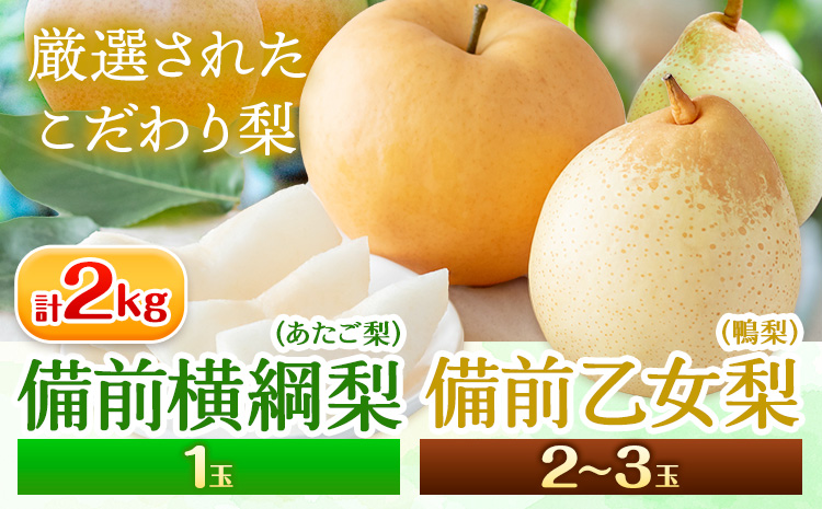 詰め合わせ2kg箱赤秀 横綱梨1玉(1〜1.5kg/玉)・乙女梨2〜3玉 石原果樹園 [2026年11月中旬-12月下旬頃より発送予定]岡山県 浅口市 果物 フルーツ 梨 詰め合わせ あたご梨 鴨梨