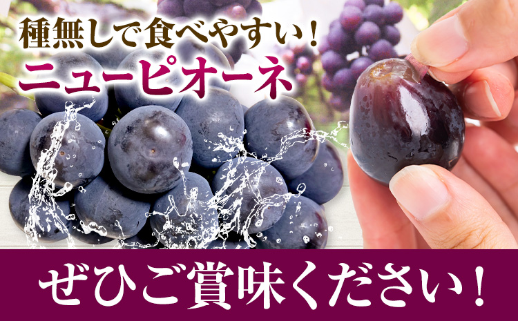 【2025年先行予約】ニューピオーネ 2房 1kg ウィズフラワーホールディングス《2025年9月上旬-10月中旬頃出荷》岡山県 浅口市 ぶどう ピオーネ フルーツ 旬 果物 国産 岡山県産 送料無料 冷蔵【配送不可地域あり】（北海道・沖縄・離島）