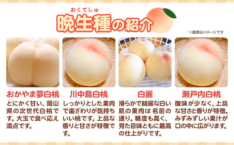 【2026年先行予約】 岡山の白桃 晩生種 大玉3玉 約900g 晴れの国 おかやま館(つむぐ株式会社) 《2026年7月下旬-8月下旬頃出荷》岡山県 浅口市 フルーツ モモ 果物 青果 旬【配送不可地域あり】（離島）