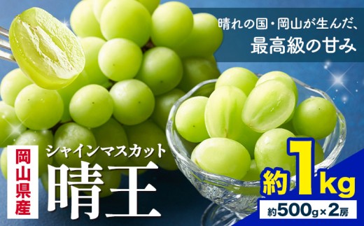 【先行予約】 岡山県産 シャインマスカット 晴王 計 1kg 2房 株式会社はちや《7月上旬‐8月下旬頃出荷》岡山県 浅口市 ぶどう 葡萄 フルーツ ギフト 果物 デザート 国産【配送不可地域あり】