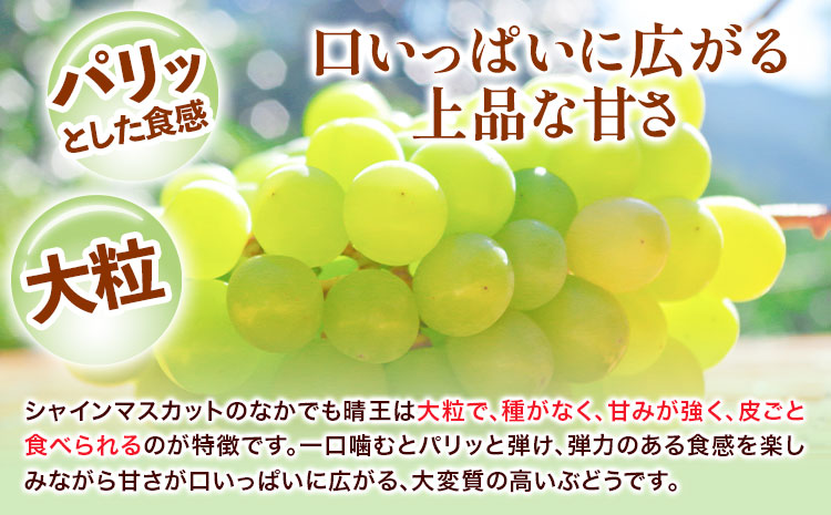 【2025年先行予約】【3ヶ月定期便】 シャインマスカット晴王 はれおう 2房入り(1房600g以上) 化粧箱入 株式会社山博(中本青果)《2025年8月・9月・10月計3回出荷予定》 定期 計3回お届け 岡山県 浅口市 ぶどう マスカット 大粒 フルーツ 秀品 果物 ギフト 送料無料 【配送不可地域あり】（北海道・沖縄・離島）