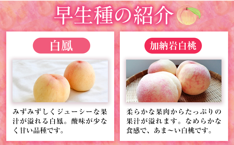 縲2026蟷エ蜈郁。御コ育エ縲大イ。螻ア逵檎肇 逋ス譯 シ域掠逕溽ィョシ 邏1.3kg シ5ス6邇会シ 繧ッ繝シ繝ォ萓ソ 譎エ繧後ョ蝗ス 縺翫°繧縺セ鬢ィ(貍よオ∝イ。螻ア) 縲2026蟷エ7譛井ク頑流-7譛井ク区流鬆蜃コ闕キ縲句イ。螻ア逵 豬蜿」蟶 逋ス譯 譯縲宣埼∽ク榊庄蝨ー蝓溘≠繧翫托シ磯屬蟲カシ