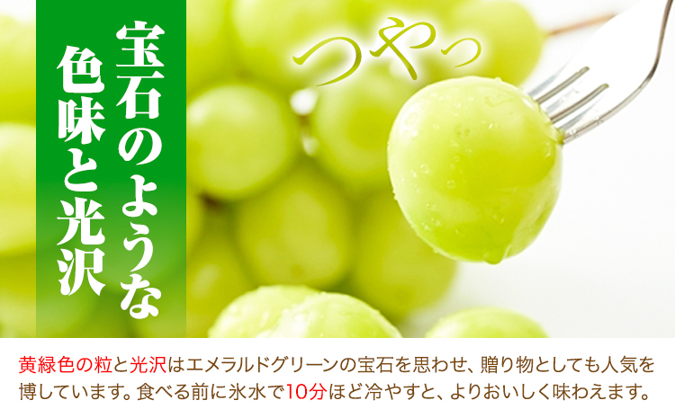 【先行予約】大粒 シャインマスカット 岡山県産 シャインマスカット 2房(約1.4kg)《9月末-10月下旬頃出荷》テレビせとうち株式会社 冷蔵 果物 ブドウ 送料無料 岡山県 浅口市 シャインマスカット【配送不可地域あり】