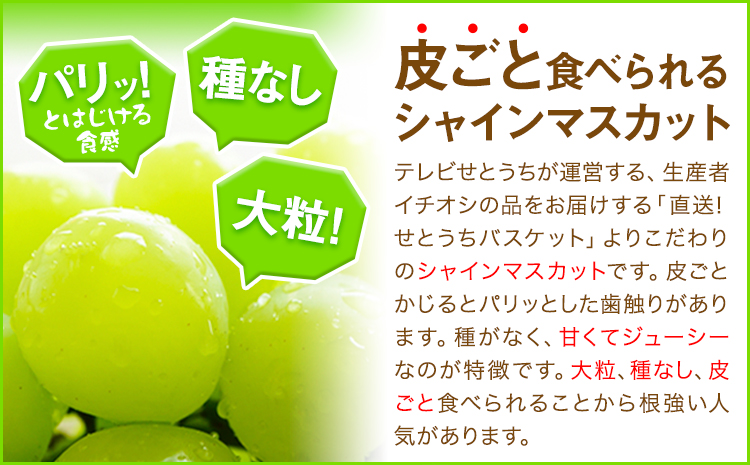 【先行予約】大粒 シャインマスカット 岡山県産 シャインマスカット 2房(約1.4kg)《9月末-10月下旬頃出荷》テレビせとうち株式会社 冷蔵 果物 ブドウ 送料無料 岡山県 浅口市 シャインマスカット【配送不可地域あり】