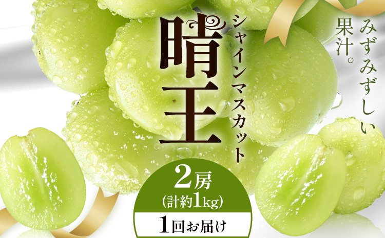 [2026年発送先行予約]シャインマスカット 晴王 1回お届け 2房(合計約1kg) シャイン マスカット[2026年9月中旬-10月中旬頃出荷予定] 晴レ乃青果(岡山中央卸売市場店(富士紙工有限会社)) 送料無料 岡山県 浅口市 フルーツ 果物 岡山県産[配送不可地域あり]