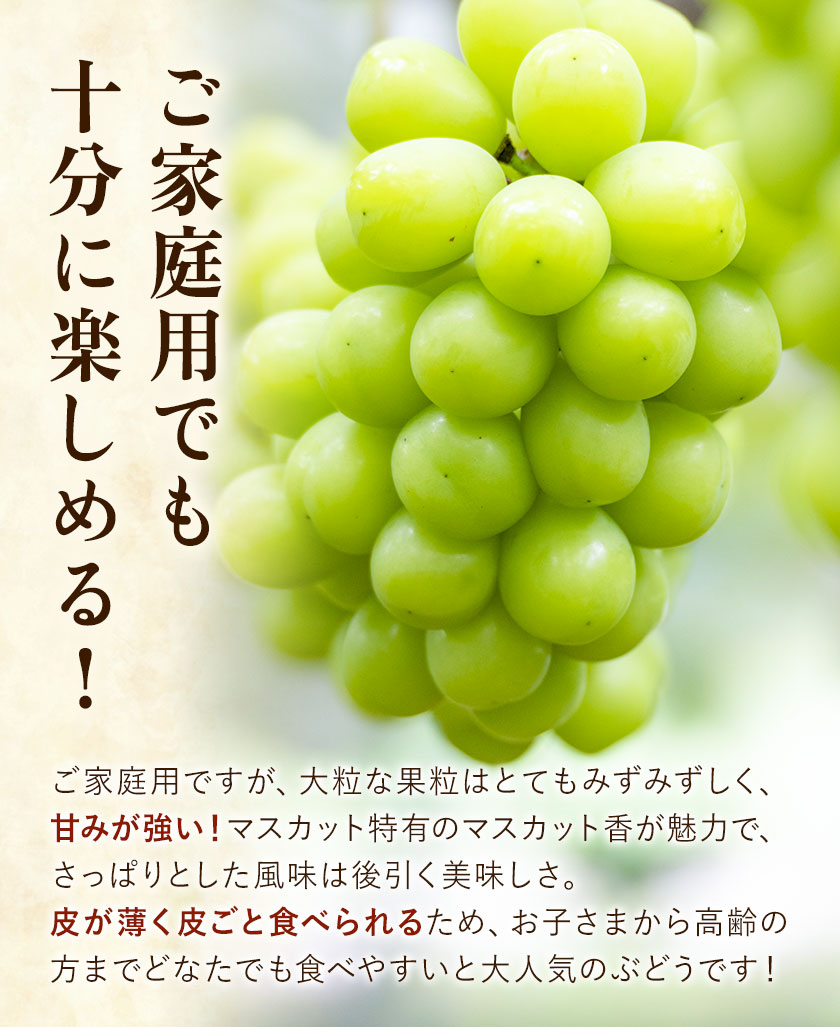 ぶどう シャインマスカット ご家庭用 訳あり マスカット 約1.2kg (2房入り) もりおか農園《10月上旬-11月中旬頃出荷》岡山県 浅口市 送料無料 ぶどう フルーツ 果物 くだもの わけあり【配送不可地域あり】