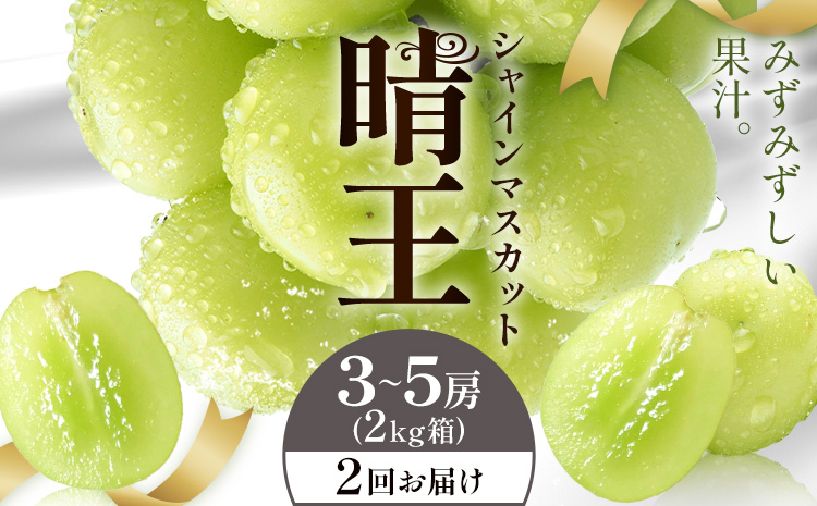 【2026年発送先行予約】シャインマスカット 晴王 2回お届け 3-5房(2kg箱) シャイン マスカット《2026年9月中旬-10月中旬頃出荷予定》 晴レ乃青果(岡山中央卸売市場店(富士紙工有限会社)) 送料無料 岡山県 浅口市 フルーツ 果物 岡山県産【配送不可地域あり】