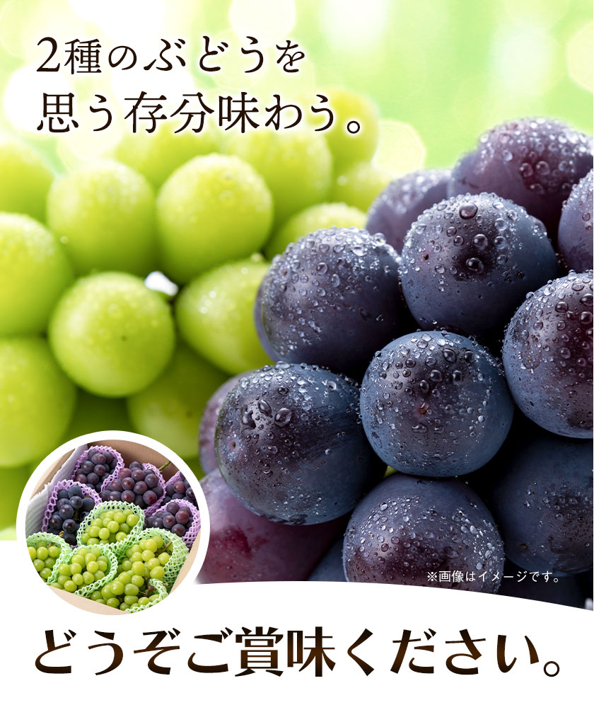 ぶどう ピオーネ と シャインマスカット ミックス ご家庭用 約1.2kg (2房)《10月上旬-10月下旬頃出荷》もりおか農園 送料無料 岡山県 浅口市 ぶどう フルーツ 果物 くだもの 家庭用 【配送不可地域あり】