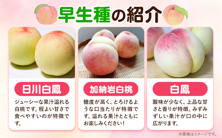 ã2026幎å
è¡äºçŽããå®¶åºçš 岡山ã®çœæ¡ ïŒæ©ççš®ïŒ çŽ1.3kg æŽãã®åœ ããããŸé€š(ã€ããæ ªåŒäŒç€Ÿ) ã2026幎6æäžæ¬-7æäžæ¬é åºè·ãå²¡å±±ç æµ
å£åž çœæ¡ æ¡ æç©ãé
éäžå¯å°åãããïŒé¢å³¶ïŒ