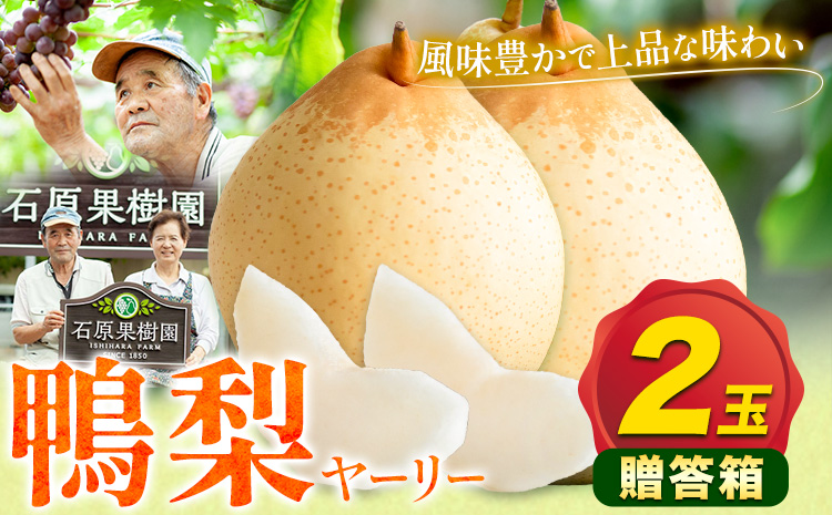 【先行予約】梨 なし 鴨梨 ヤーリー 贈答箱 2玉 石原果樹園 《11月中旬-12月下旬頃出荷》岡山県 浅口市 果物 フルーツ お取り寄せ お取り寄せフルーツ 送料無料