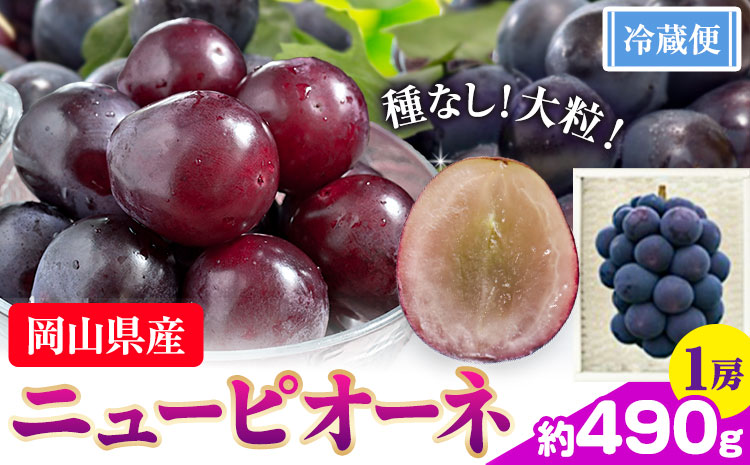 ぶどう ニューピオーネ 選べる 約 490g 1房  株式会社藍《9月中旬-10月下旬頃出荷》岡山県 浅口市 岡山県産 ぶどう フルーツ 果物 くだもの ピオーネ 送料無料 【配送不可地域あり】