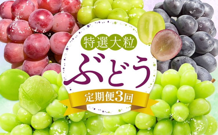 特選 大粒 ぶどう 詰め合わせ定期便 3回 3ヶ月定期便 シャインマスカット ピオーネ クイーンニーナ 株式会社日本植生グループ本社 NISSHOKU FARM《10月上旬-12月末頃出荷》ブドウ 送料無料 岡山県 浅口市 【配送不可地域あり】 (離島)