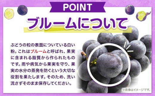 【先行予約】 岡山県産 ニューピオーネ詰合せ 選べる 計 600g 株式会社はちや《6月下旬‐7月下旬頃出荷》岡山県 浅口市 ぶどう 葡萄 フルーツ ギフト 果物 デザート 国産 送料無料【配送不可地域あり】