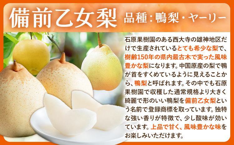 【2026年先行予約】梨 なし 乙女梨 3~4玉 2kg 以上 石原果樹園 《2026年11月中旬-12月下旬頃より発送予定》岡山県 浅口市 果物 フルーツ 梨 鴨梨 備前乙女梨 ヤーリー