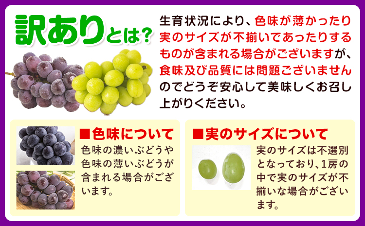 訳あり シャインマスカット 約1kg(1~3房) 株式会社日本植生グループ本社 NISSHOKU FARM《9月下旬-12月末頃出荷》葡萄 ブドウ ぶどう 浅口市 【配送不可地域あり】 (離島)