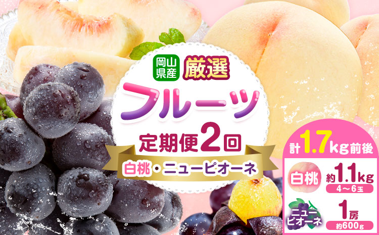 【先行予約】岡山県産 厳選 フルーツ 定期便 2回 白桃 ニューピオーネ 計1.7kg前後 株式会社藍《2026年7月上旬-9月末頃出荷》 岡山県 浅口市 岡山県産 白桃 桃 ニューピオーネ 種無し 旬 フルーツ 果物 くだもの 送料無料 【配送不可地域あり】