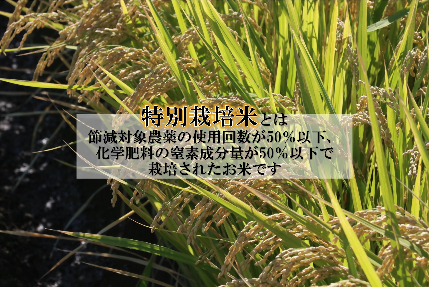 【お米　特別栽培米　特Aランク】岡山県産「きぬむすめ」10kg（令和6年産）