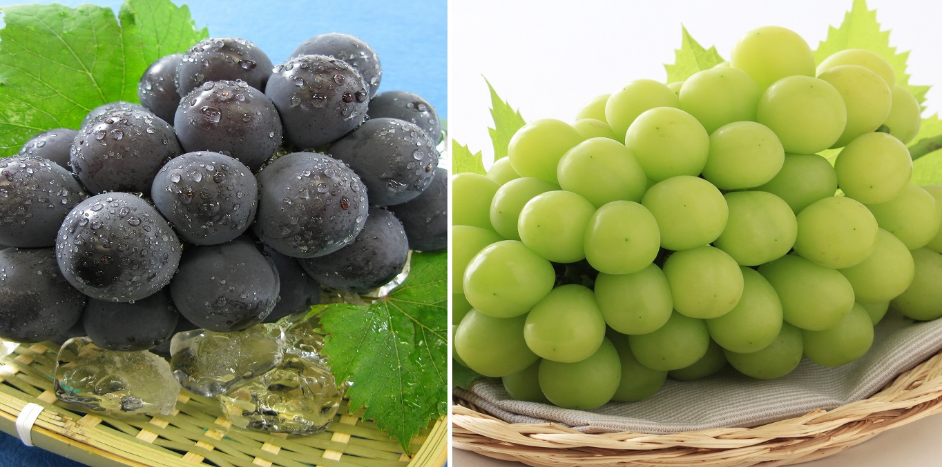 縲仙郁。御コ育エ縲大イ。螻ア逵檎肇縲譌ャ縺ョ縺上□繧ゅョ螳壽悄萓ソ縲シ灘屓