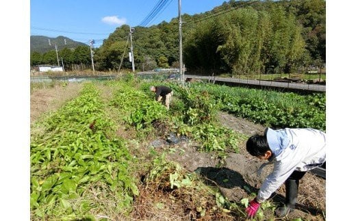 和気町産無農薬栽培　山芋4kg