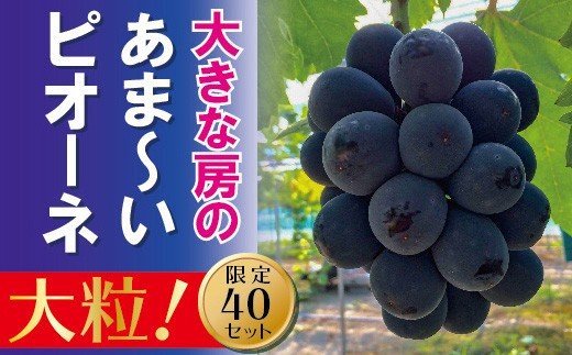 【贈答用】　岡山のあまーい「ピオーネ」約1kg（2～3房）