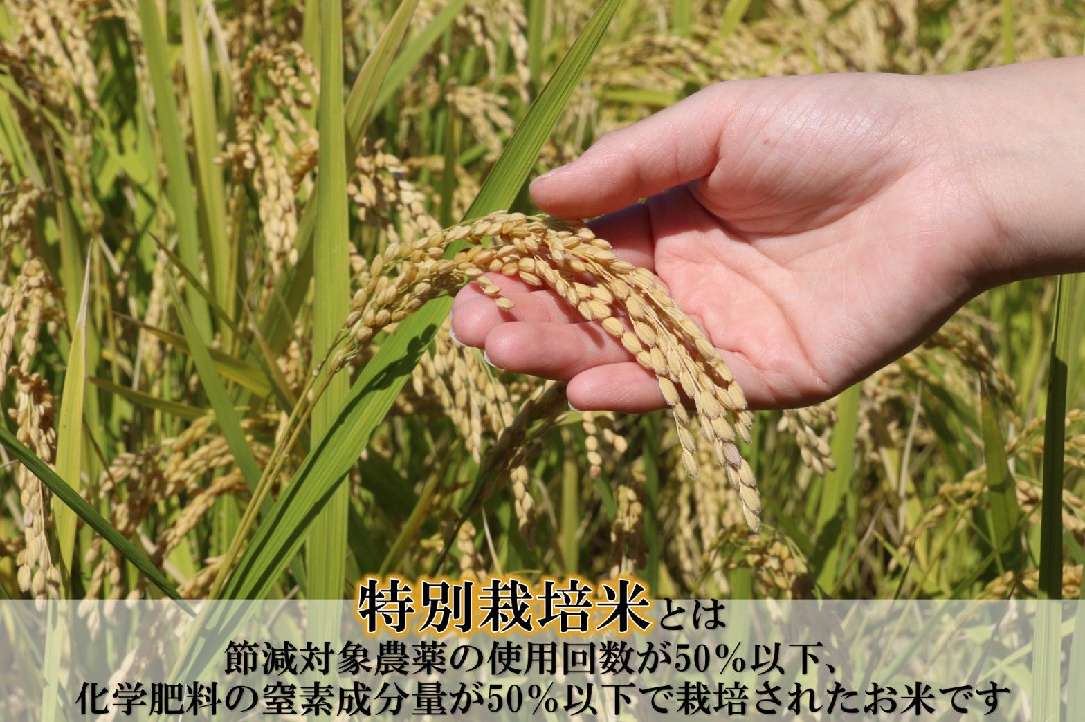 【お米　特別栽培米　特Aランク】岡山県産「きぬむすめ」5kg（令和7年産）