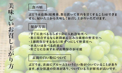 【令和7年発送・先行予約】岡山県産　ニューピオーネ（1房480g以上）2房（約1kg）　化粧箱入り