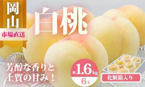 【令和7年発送・先行予約】岡山県産　白桃6玉（合計1.6kg以上）　化粧箱入り