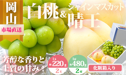 【令和7年発送・先行予約】岡山県産　詰合/白桃（1玉220g以上）2玉・シャインマスカット晴王（1房480g以上）2房　化粧箱入り