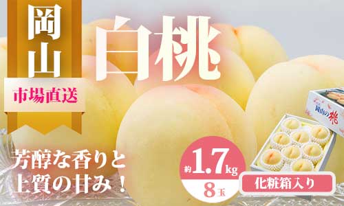 【令和7年発送・先行予約】岡山県産　白桃8玉（合計1.7kg以上）　化粧箱入り