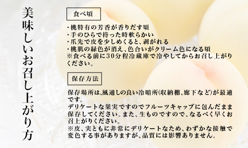 【令和7年発送・先行予約】岡山県産　白桃6玉（合計1.6kg以上）　化粧箱入り