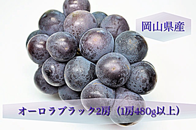 【令和7年発送・先行予約】岡山県産 オーロラブラック2房（1房480g以上）化粧箱入り